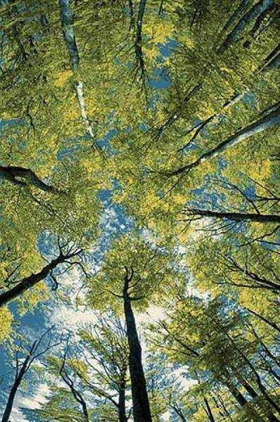 Прямоугольный ковер CRYSTAL C027 MULTICOLOR